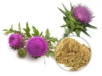 Does Milk Thistle Extract Powder have benefits beyond liver health?